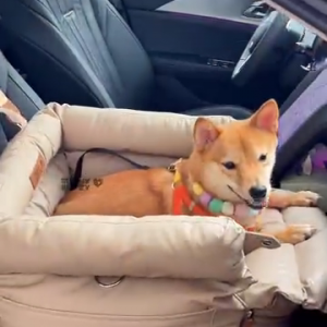 Portable car seat for dogs.